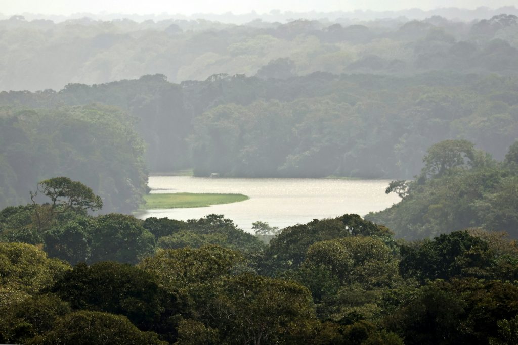 a body of water surrounded by lots of trees